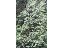 81,4���. ������������ Juniperus squamata Blue Alps.jpg
