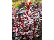 �������� �������� ����� ��� ����-137�