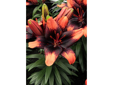 29,84���. ����� ����� ����(��� 5 ��. ���������� �� 2��.)���17.jpg