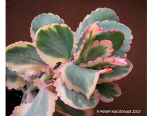 �������� �������� ����������� ( Kalanchoe fedtschenko) ..