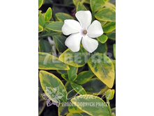 Vinca minor Alba Variegata �������� ����� ����� ��������� 2 ltr € 3,91 293,46�..jpg