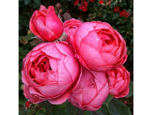 Rosa floribunda Gartenprinzessin Marie-José.jpg