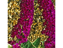 159���. ������� ������ �������.jpg