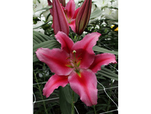 31,52���. ����� ��������(��� 5 ��. ���������� �� 2��.).jpg