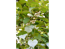 Actinidia-kolomikta-Vitakola ������