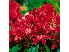Rhododendron hybrida Taragona ����������� ��������� �������� -26�C 5 ltr 25-30 € 16,37 1 228,05�..jpg