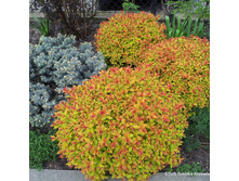 122���. ������ �������� ���������.jpg