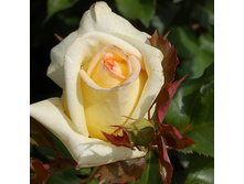 Rosa tea hybrid Golden Tower.jpg