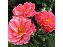 Rosa floribunda Melusina.jpg