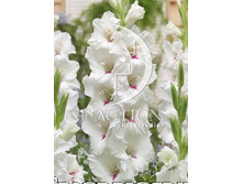 13,2���. ��������� ������(���������� �� ����� �������� �� 7��.)���17.jpg