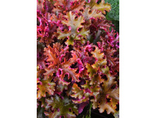 235,3���. ������� ������(�������� ���� �� 1 ��., ����������� ����� 1��.).jpg