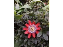 DSCF8116.JPG