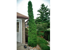 97,2���. ��� Thuja occidentalis Degroots Spire_P9 15-20.jpg