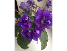 ��- ���������� ��������( ��������)