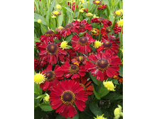 Helenium Hot Lava �������� ��� ���� € 0,89 64,97���..jpg