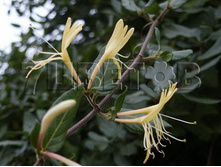 Lonicera acuminata ��������� ����������� 2 ltr € 4,95 371,08�..jpg
