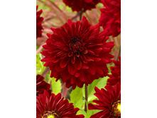 81,8���. �������� ���� ������(�������� ���� �� 1 ��., ����������� ����� 1��.)���17.jpg