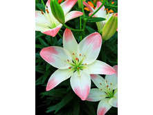 34,06���. ����� ����� ���(��� 5 ��. ���������� �� 2��.)���17.jpg