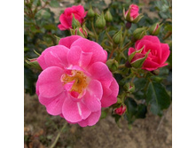 Rosa groundcover Blühwunder 08.jpg