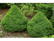 113,1���. ��� Picea glauca Alberta Globe_P9 15-20.jpg