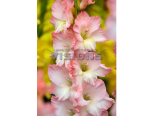 9,7���. ��������� ��������(���������� ������ ������ ���������� �� 7 ��.).jpg