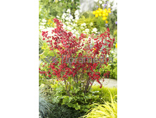 62,35���. ������� �������(�������� ���� �� 2 ��., ����������� ����� 1��.)���17.jpg