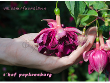 ������ 't Hof Popkensburg