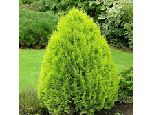 86,7���. ��� Thuja occidentalis Aurea Nana.jpg