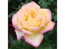 Rosa tea hybrid Gloria Dei.jpg