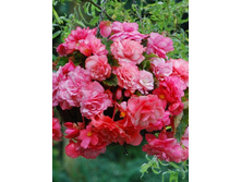 59,8���. ������� �������� ������(�������� ���� �� 3 ��., ����������� ����� 1��.).jpg