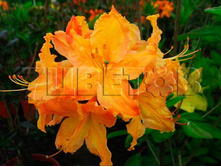 Azalea knap hill Sunte Nectarine ������ ���-���� ����� ��������� -27�C 15 ltr 70-90 € 40,06 3 004,47�..jpg