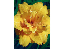 Hemerocallis Condilla �������� �������� € 1,22 89,06���..jpg