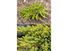 181,7���. ������������ Juniperus procumbens Kishiogima_P10,5 rond.jpg