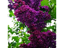 ������ ������� �� ������ ����-194.jpg