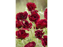 119���. �������� �����(�������� ���� �� 1 ��., ����������� ����� 1��.).jpg