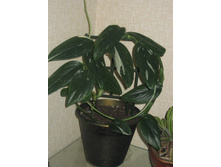 ����������� ����� �����������