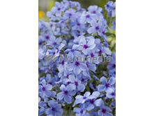 97,1���. ����� ���������(�������� ���� �� 2 ��., ����������� ����� 1��.)���16.jpg