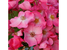 Rosa floribunda Fortuna.jpg