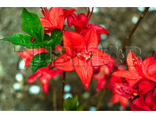 Azalea knap hill Parkfeuer ������ ���-���� ��������� -27�C 5 ltr 50-60 € 14,56 1 092,11�..jpg