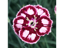 79,75���. �������� ������ ����(�������� ���� �� 2 ��., ����������� ����� 1��.).jpg