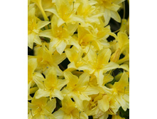 310���. ������ Knapp Hill ������ �������������.jpg