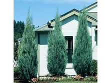 97,2���. ������������ Juniperus scopulorum Skyrocket.jpg