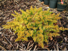 113,1���. ������������ Juniperus conferta All Gold_P10,5 rond.jpg