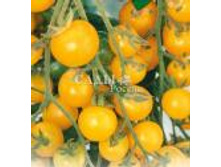 �������� ������ ��ˣ� F1