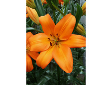 18,4���. ����� �����(��� 7 ��. ���������� �� 2��.).jpg