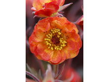 200,5���. �������� ������� ������� COCKTAILS™(�������� ���� �� 1 ��., ����������� ����� 1��.).jpg