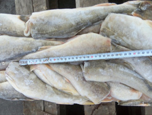 ������ �/� 23+