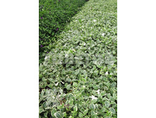 Vinca minor Evelyn �������� ����� ������ 2 ltr € 4,05 303,58�..jpg