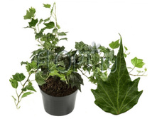 ������ ���� ����� 13�30. 223,65 ���.jpg