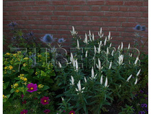 Veronica First Lady �������� ����� ���� € 1,48 108,04���..jpg